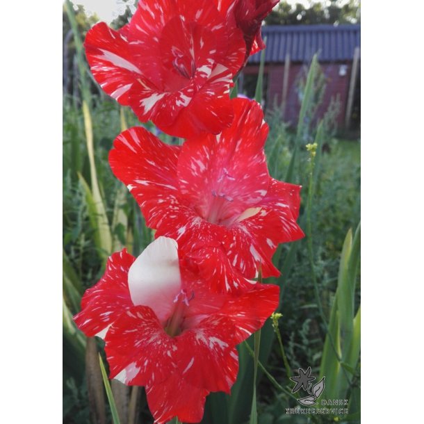 Gladiolus Zizanie