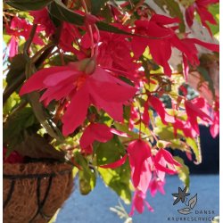 Hngebegonia Pink