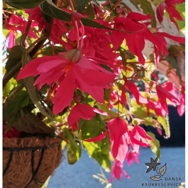 Hngebegonia Pink