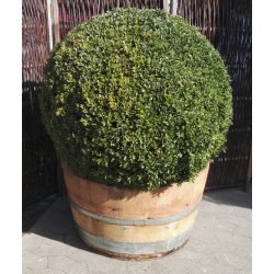 Halv original vintnde.