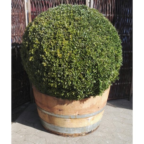 Halv original vintnde.