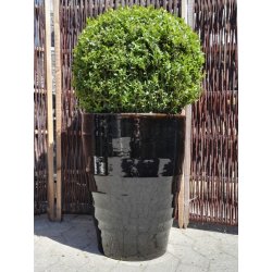 Harriet krukke, Blank sort *