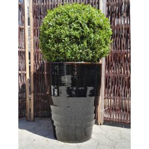 Harriet krukke, Blank sort *