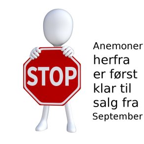 Her stopper udvalget af anemoner til For�rsplantning