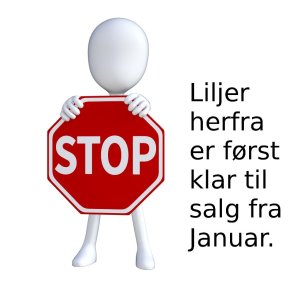 Her stopper udvalget af Liljer til Efterrsplantning