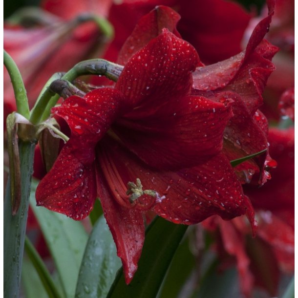 Hippeastrum Benfica