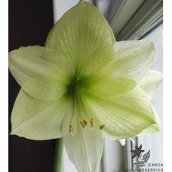 Hippeastrum Luna