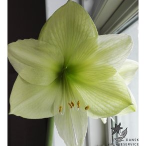 Hippeastrum Luna
