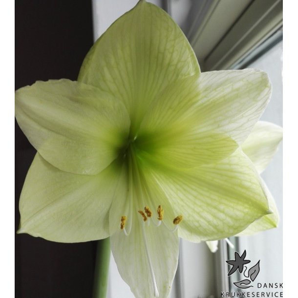 Hippeastrum Luna