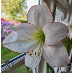 Hippeastrum Picotee