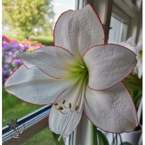Hippeastrum Picotee