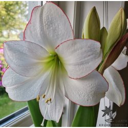 Hippeastrum Picotee
