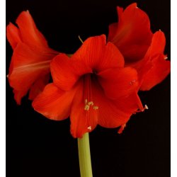 Hippeastrum, Red Lion