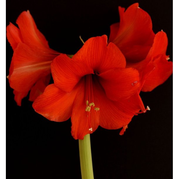 Hippeastrum, Red Lion