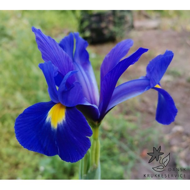 Hollandsk Iris, Blue Magic