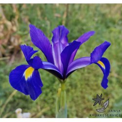 Hollandsk Iris, Blue Magic