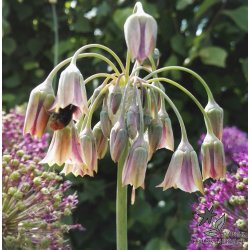 Honninglg (Bulgarsk Prydlg)