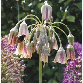 Honninglg (Bulgarsk Prydlg)