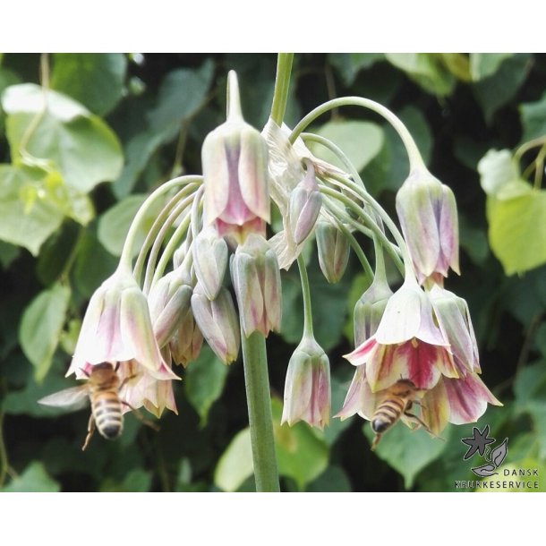 Honninglg (Bulgarsk Prydlg)