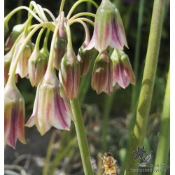 Honninglg (Bulgarsk Prydlg)