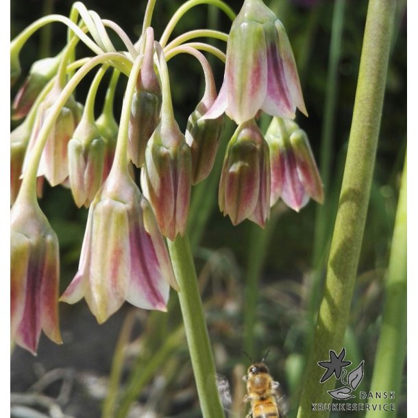 Honninglg (Bulgarsk Prydlg)