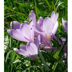 Hsttidls Byzantinum, Ngen Jomfru