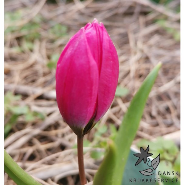 Botanisk Tulipan Helene