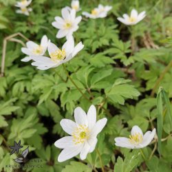Hvid anemone - Skovanemone