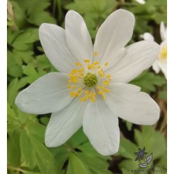 Hvid anemone - Skovanemone