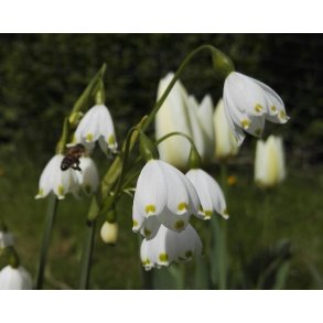 Hvidblomme - Leucojum aestivum