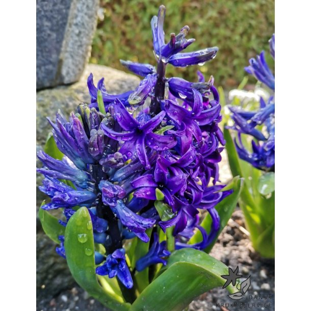 Hyacint Blue Pearl