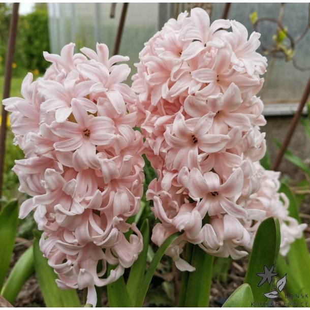 Hyacint China Pink