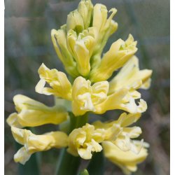 Hyacint City of Haarlem