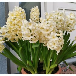 Hyacint City of Haarlem