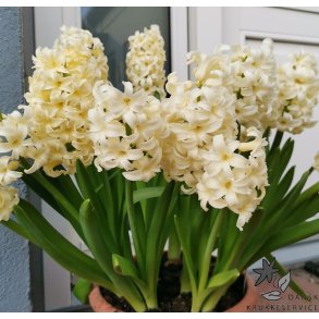 Hyacint City of Haarlem