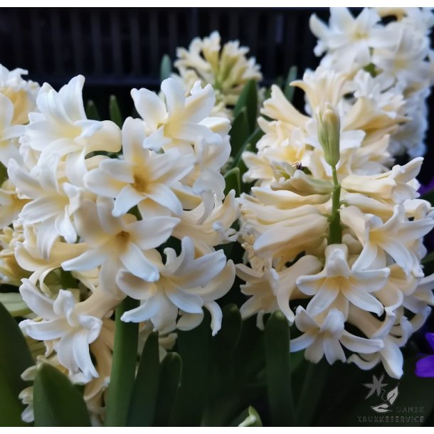 Hyacint City of Haarlem