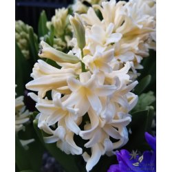 Hyacint City of Haarlem