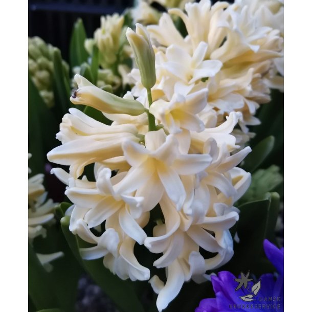 Hyacint City of Haarlem