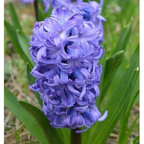 Hyacint til drivning, Bl