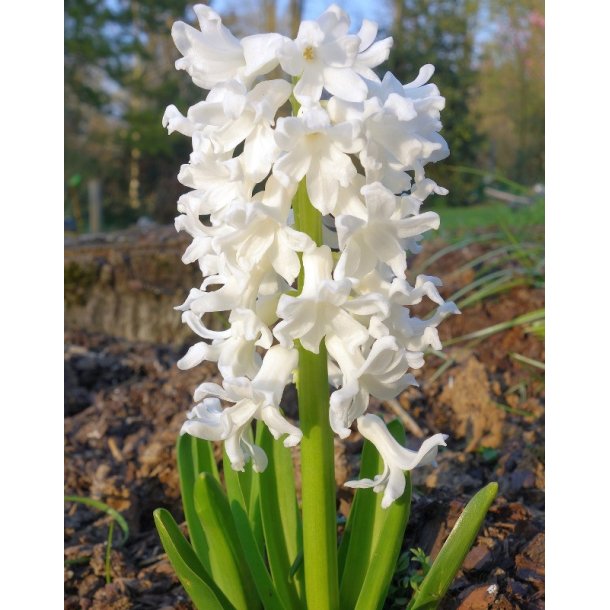 Hyacint til drivning, Hvid