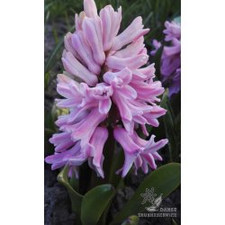 Hyacint til drivning, Lyserd