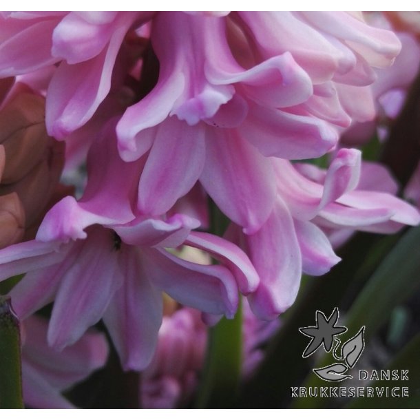 Hyacint til drivning, Lyserd