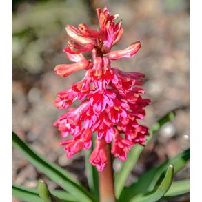 Hyacint til drivning, Rd