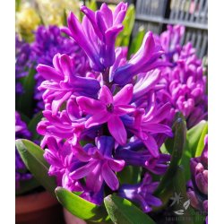 Hyacint til drivning, Violet