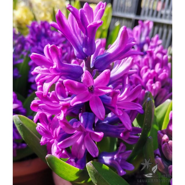 Hyacint til drivning, Violet