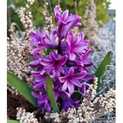 Hyacint til drivning, Violet