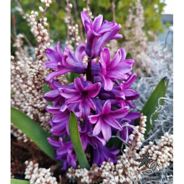 Hyacint til drivning, Violet