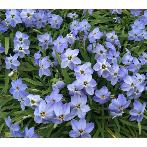 Ipheion Jessie