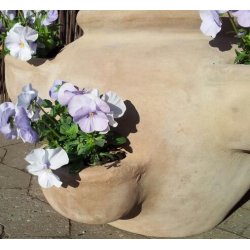 Jordbrkrukke, choko(*)