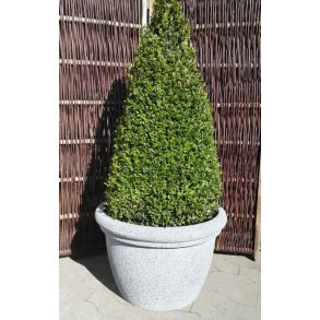 Junkeren, Lysegr Letvgtskrukke*